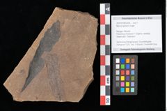 Foto (Objekt + Etikett) von Myrica lignitum Unger (NHMW-GEO-2024-0188-0556)